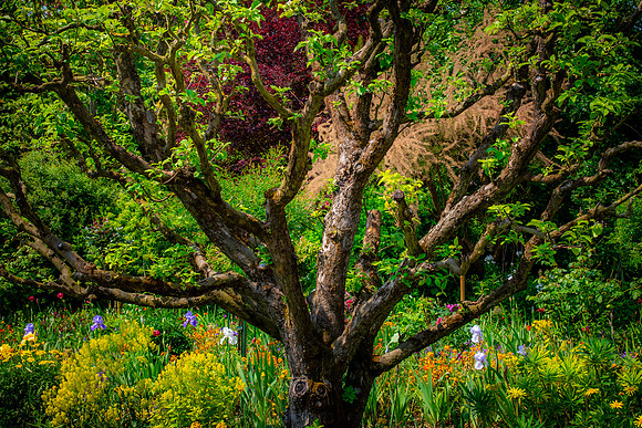 Giverny, Monet's Garden