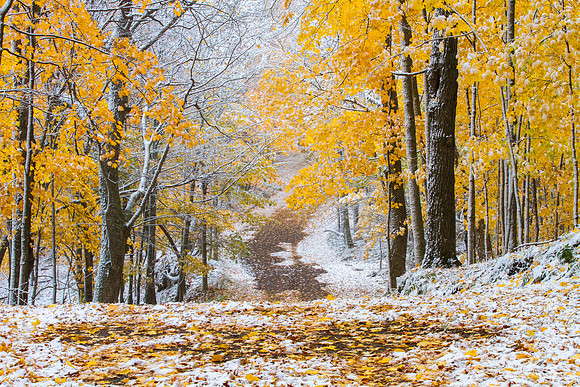 Country Road, Last Days of Fall, Michigan UP