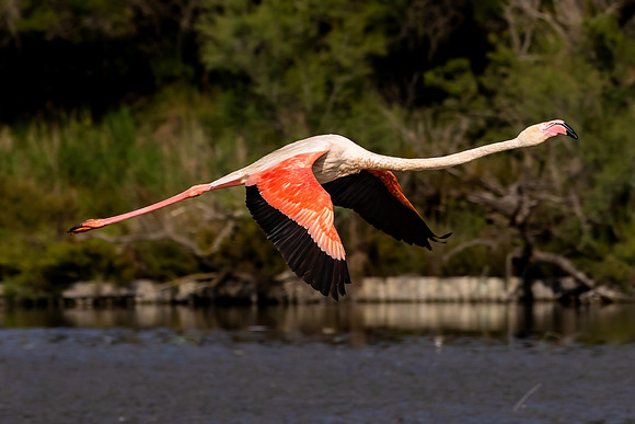 Camargue
