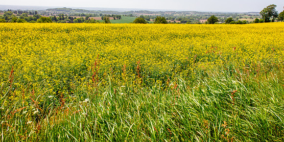 French Countryside, Outside Mont Sainte Michel