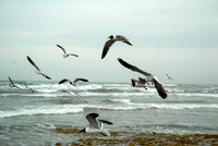 Seagulls in Flight, Mustang Island, Texas