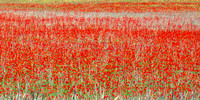 Poppies, Provence