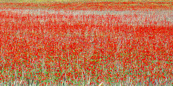 Poppies, Provence