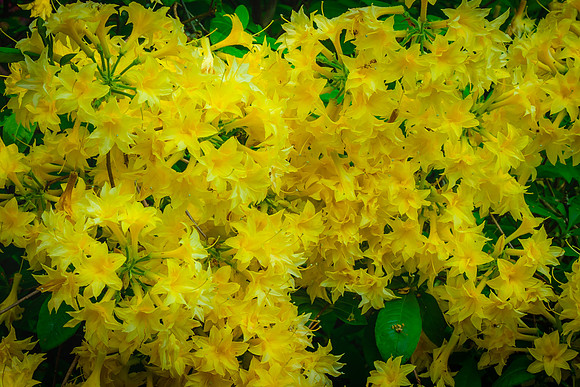 Giverny, Monet's Garden