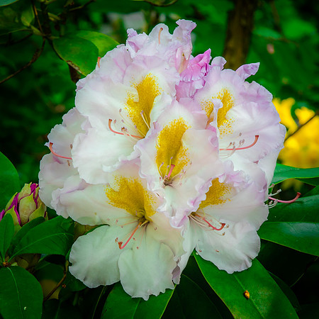 Giverny, Monet's Garden