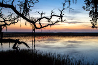 Spanish Moss, Wetlands, Jekyll Island, Georgia