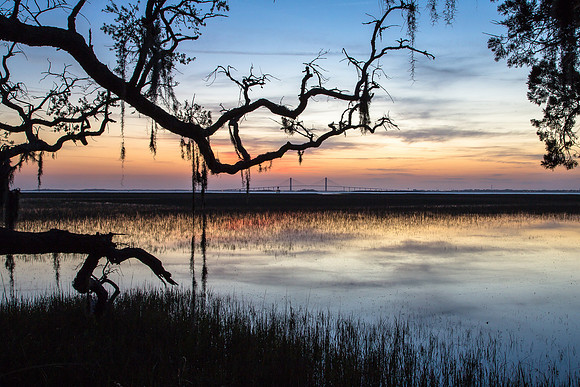 Spanish Moss, Wetlands, Jekyll Island, Georgia