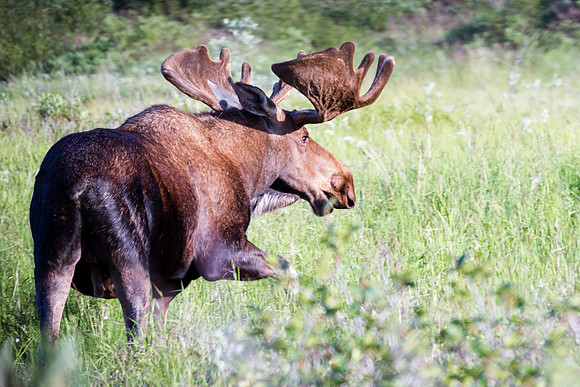 Mosse, Denali Nat'l Park