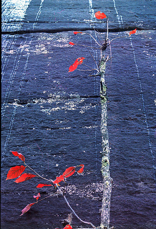 Red Leaves against Granite Wall, Blue Ridge Parkway