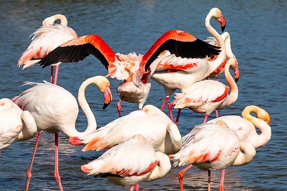 Camargue