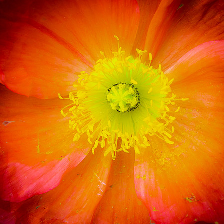 Giverny, Monet's Garden