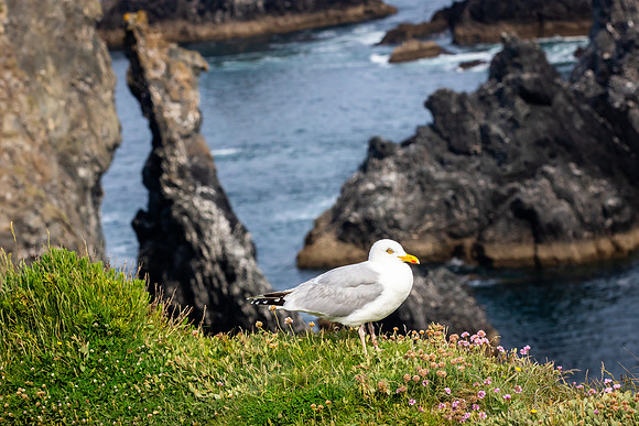 Port-Coton, Belle Lie
