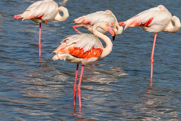 Camargue