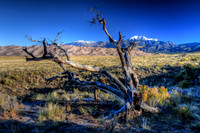 Old Tree, Great Sand Dunes, Colorado