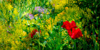 Giverny, Monet's Garden