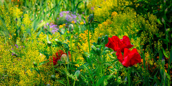 Giverny, Monet's Garden