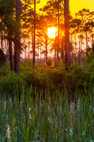 Sunset through the Dune Forest, St Joseph Peninsula, Florida