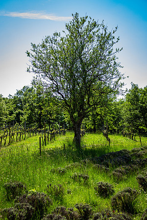 Tree... near d'Alguines