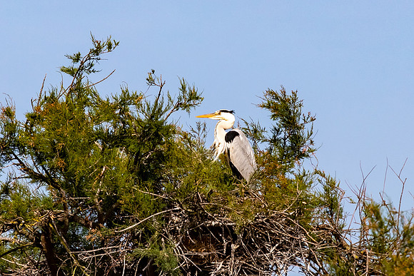 Camargue
