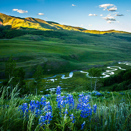East River Meander and Lupins, Colorado
