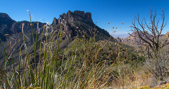Fall Grasses, Casa Grande Mountain, Big Bend NP