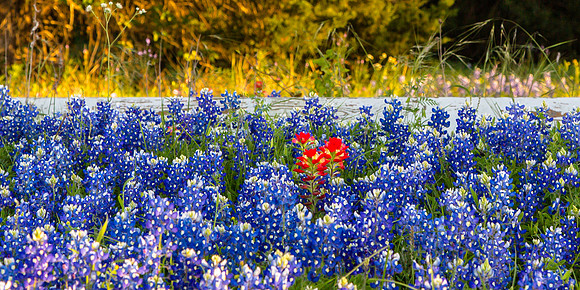 Paintbrush and Bluebonnets