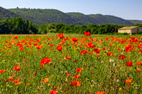 Poppies, Provence