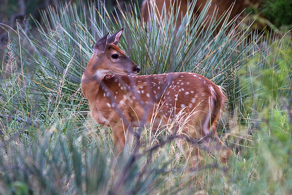 Posing Fawn, Palo Duro State Park, Texas