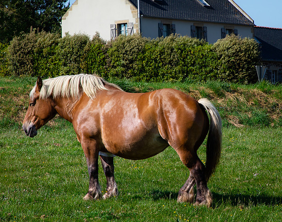 Farm Scene and stout Horse, Sainte-Anne de la Palud