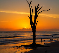 Solitary Sentinel, Driftwood Beach at Sunrise, Jekyll Island (square)