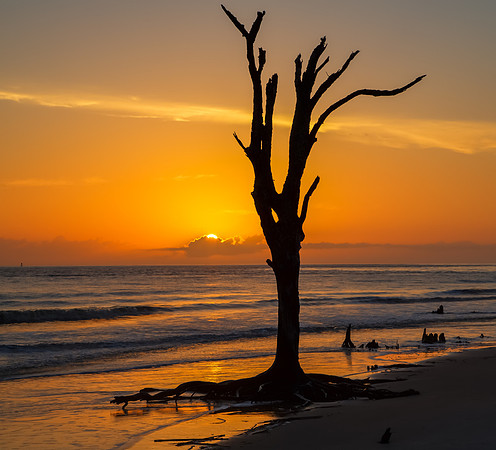 Solitary Sentinel, Driftwood Beach at Sunrise, Jekyll Island (square)