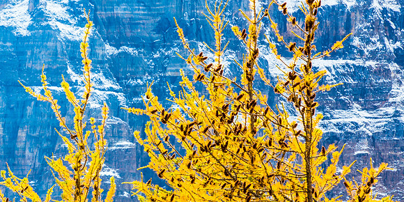 Larch Trees, Mountains, Banff National Park