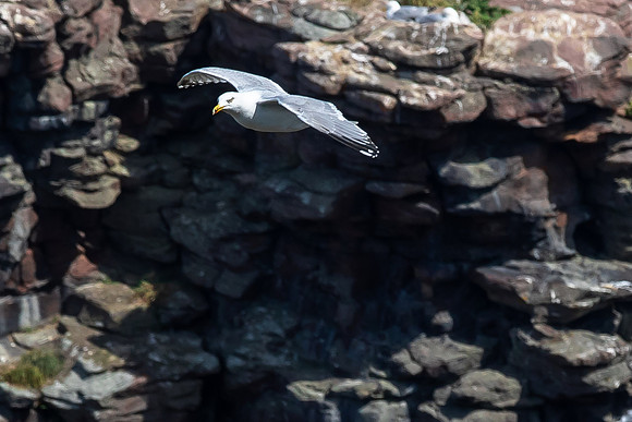 Cap Frehel