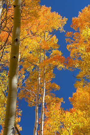 Aspens against Blue Sky, Colorado