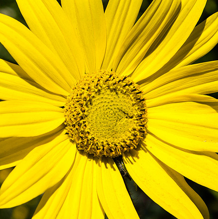 Daisy, Colorado Mountains
