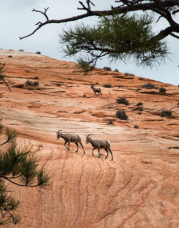 Big Horn Sheep, Zion Nat'l Park