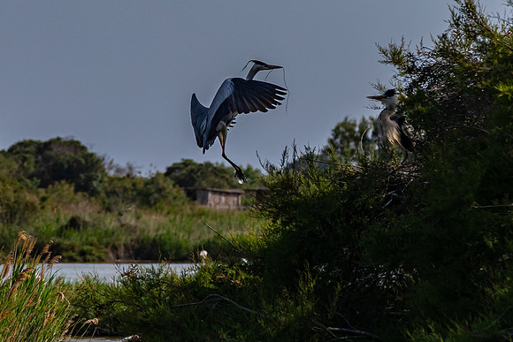 Camargue