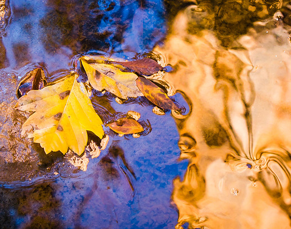 Oak Leaves, Quiet Pool Reflection, Zion NP