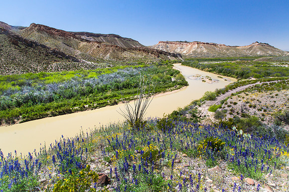 Bluebonnets Along the Rio Grande, Texas