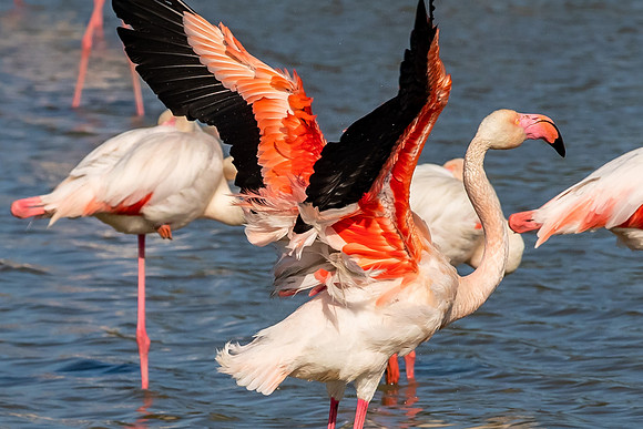Camargue