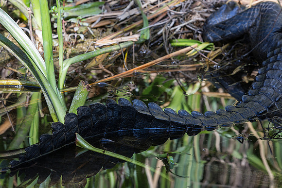Alligator Tail, Everglades NP