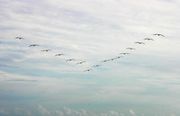 Pelicans in "V", Mustang Island, Texas