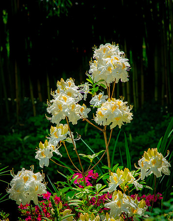 Giverny, Monet's Garden