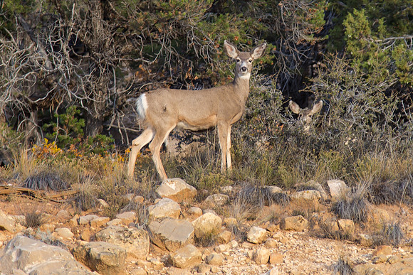 Deer Outside Zion NP