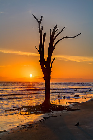 Solitary Sentinel, Driftwood Beach at Sunrise, Jekyll Island
