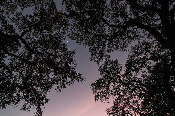 Oak Trees, Night Sky, Wimberley