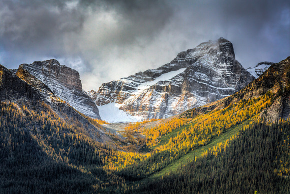 Yellow Larch Trees, Canadian Rockies