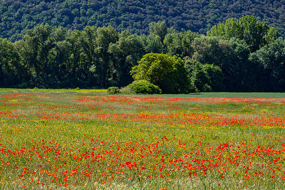 Poppies, Provence