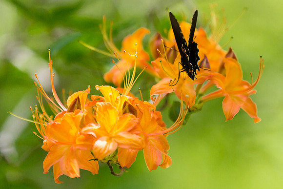 Butterflies, Flame Azalea, Great Smokey Mountain NP