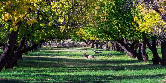 Big Buck at Rest, Capitol Reef NP